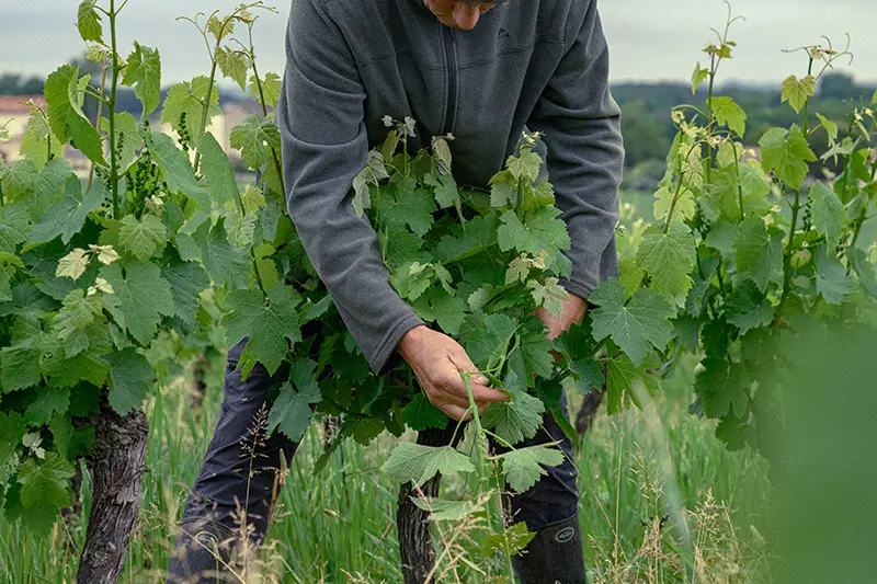 clas-mazetou-viticulture