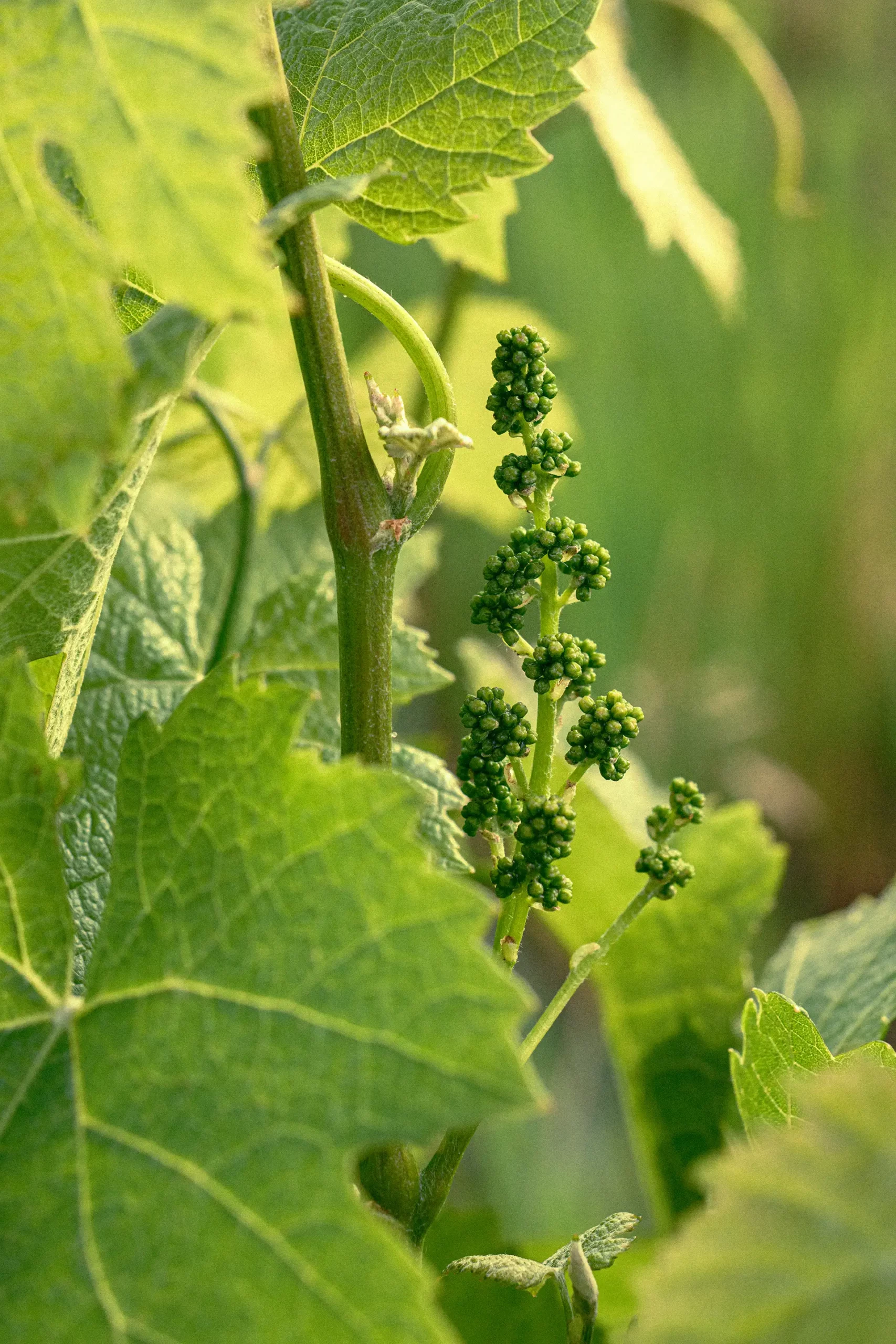 clos-mazetou-domaine-viticole-au-fil-des-saisons