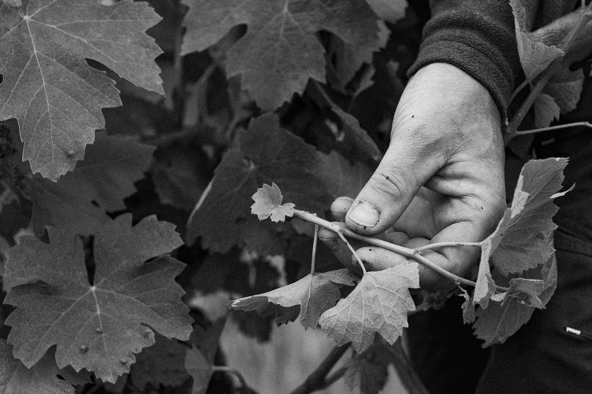 clos-mazetou-domaine-viticole-recolte-vigne